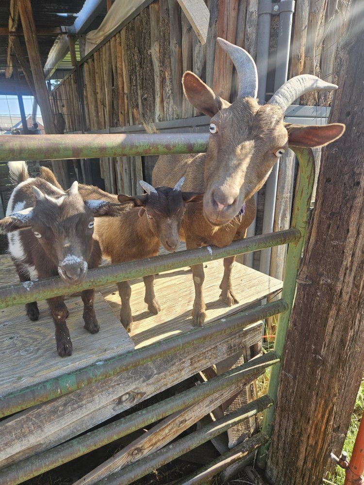 Nigerian Doe 3 yrs old 1 female 1 banded male