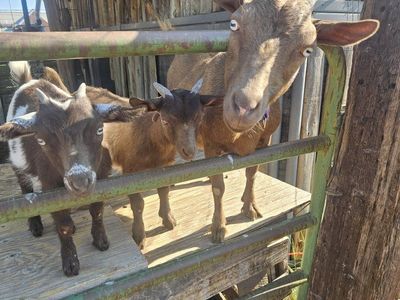 Nigerian Doe 3 yrs old 1 female 1 banded male