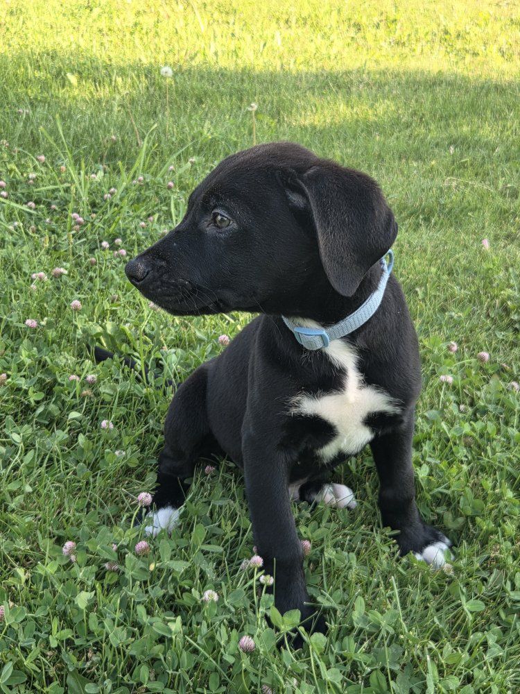 3 month old black lab mix and 1 year old border collie