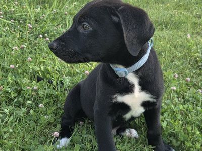 3 month old black lab mix and 1 year old border collie