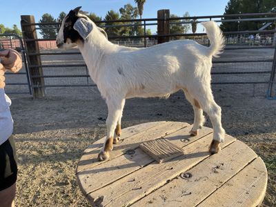 Friendly Mini Nubian wethers
