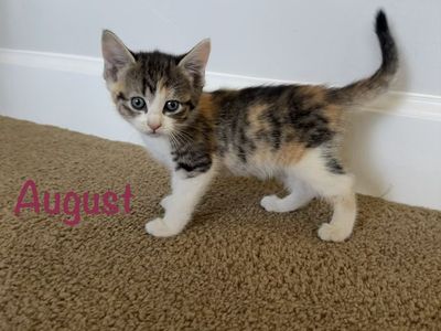 Sweet Kittens For Sale - Ready July 25th