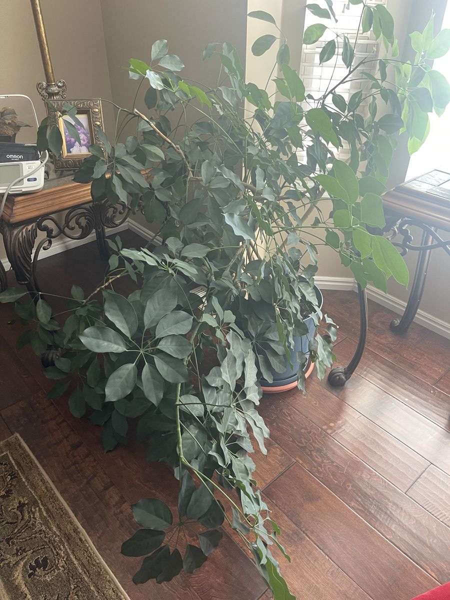 Large House Plant - Healthy Green Foliage, Potted