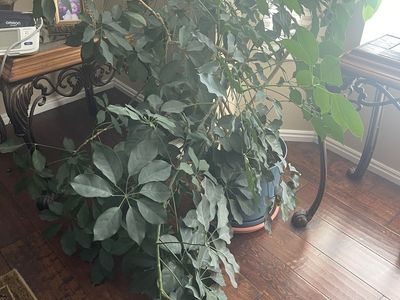 Large House Plant - Healthy Green Foliage, Potted