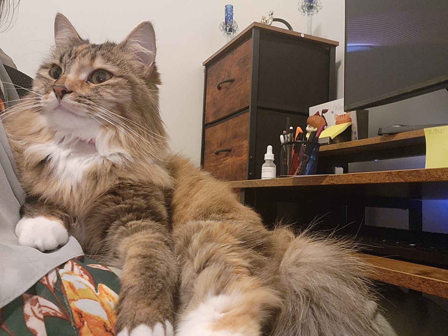 domestic long hair