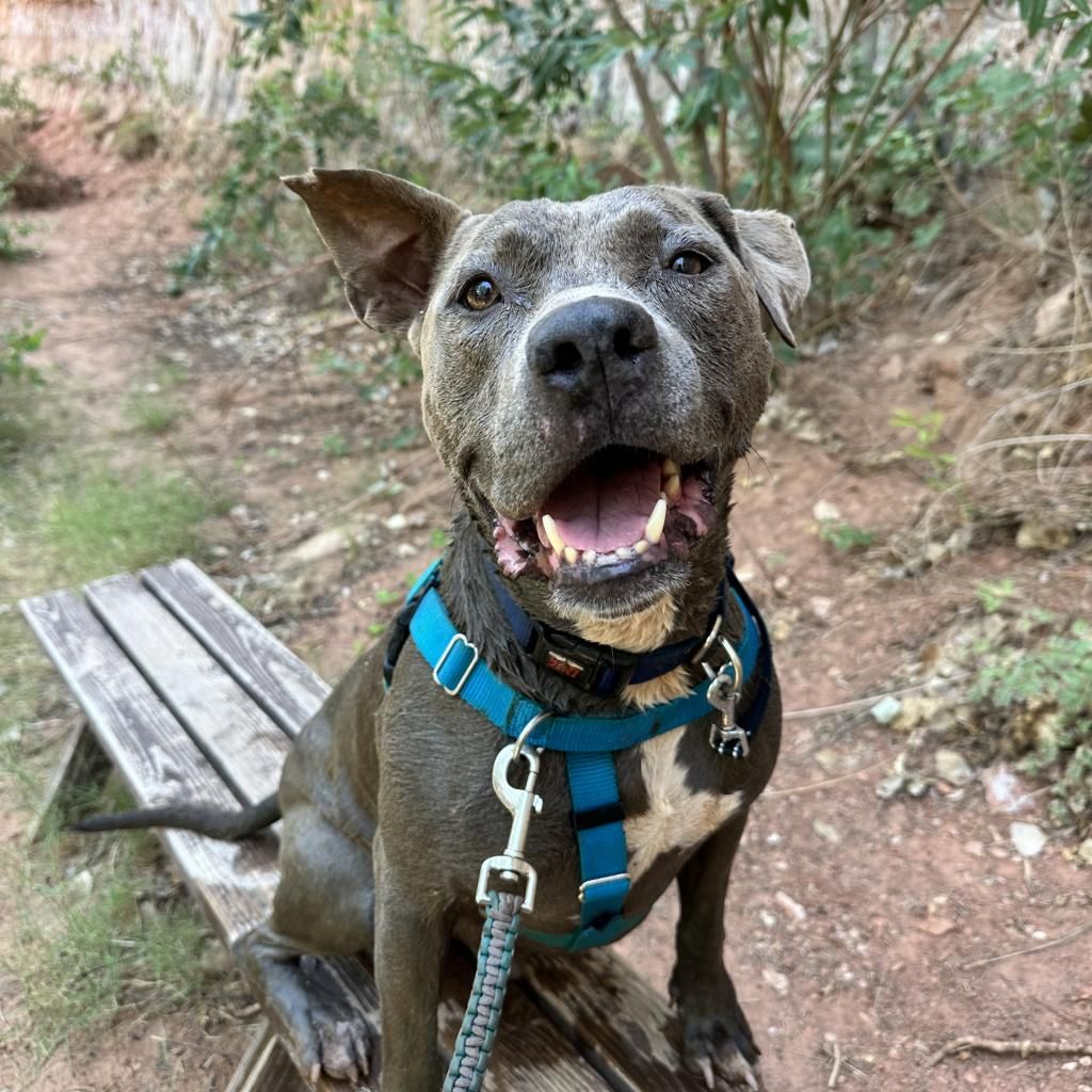 Hello my name is Hendrix
