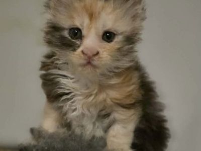 Main Coon Kittens