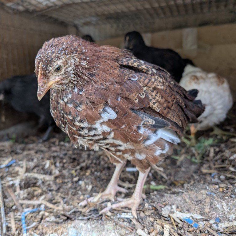Young prolific layer chickens