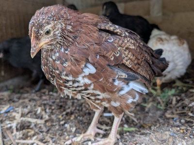 Young prolific layer chickens