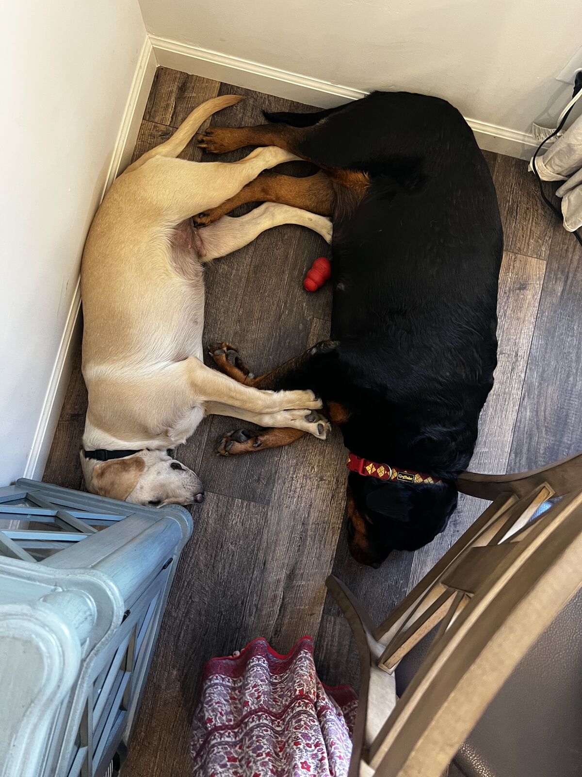 Yellow lab male (3 years old)