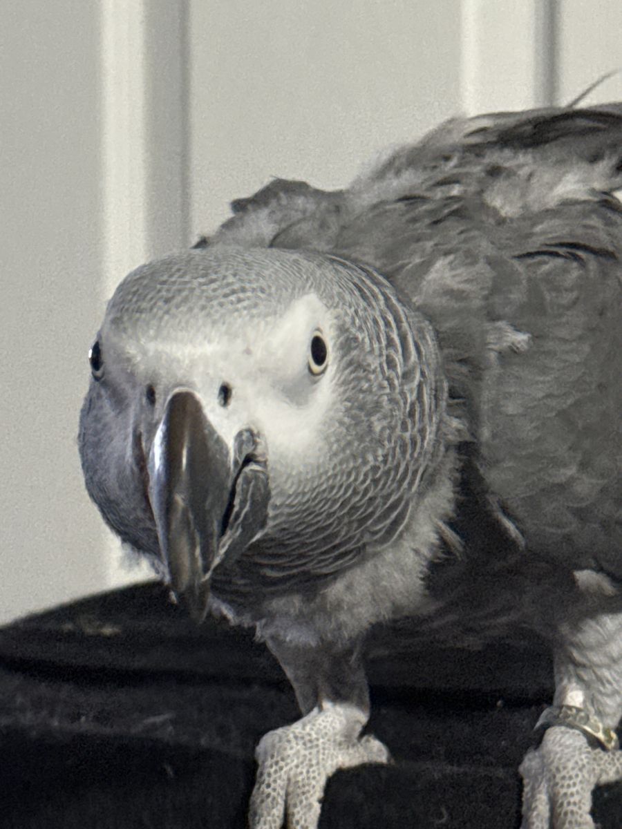 African grey Congo