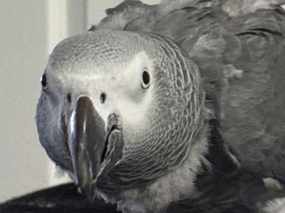 African grey Congo