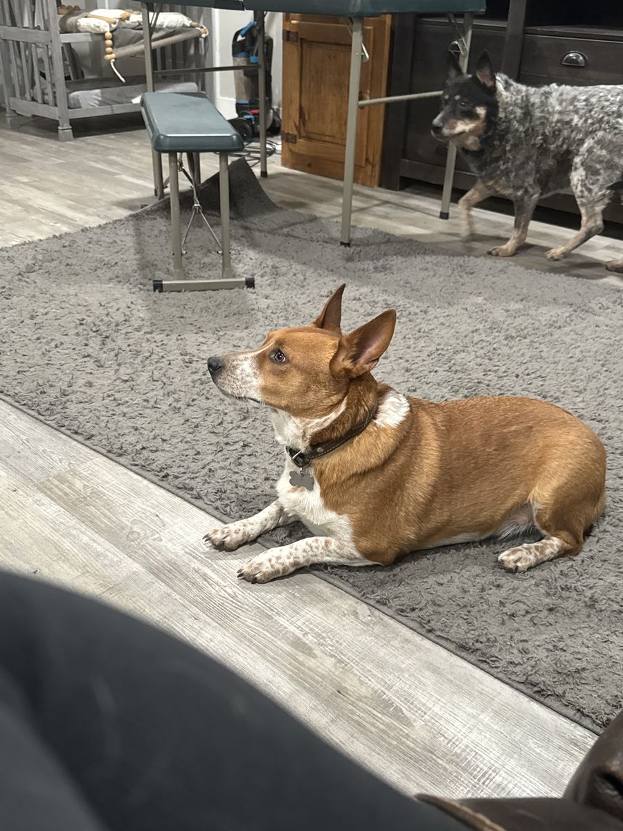 Male Corgi/Red Heeler