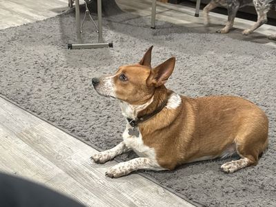 Male Corgi/Red Heeler