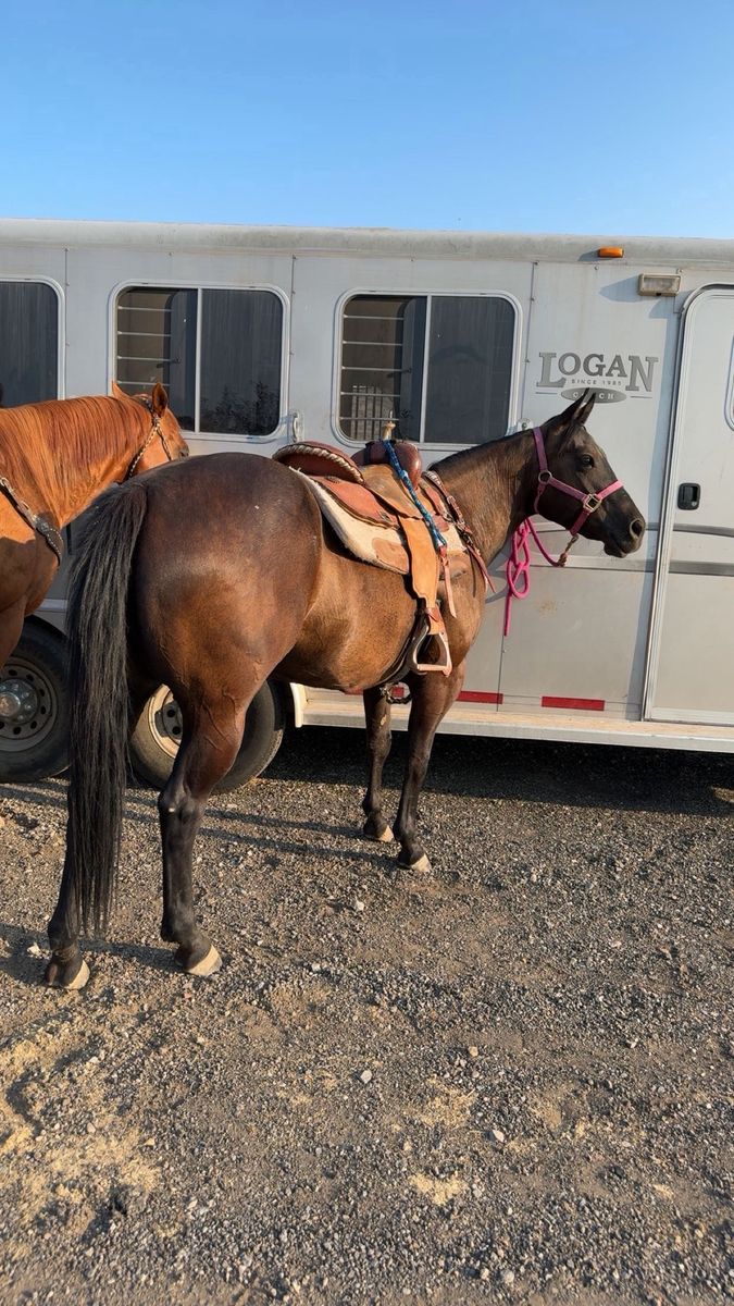 6yo mare