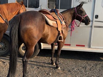 6yo mare