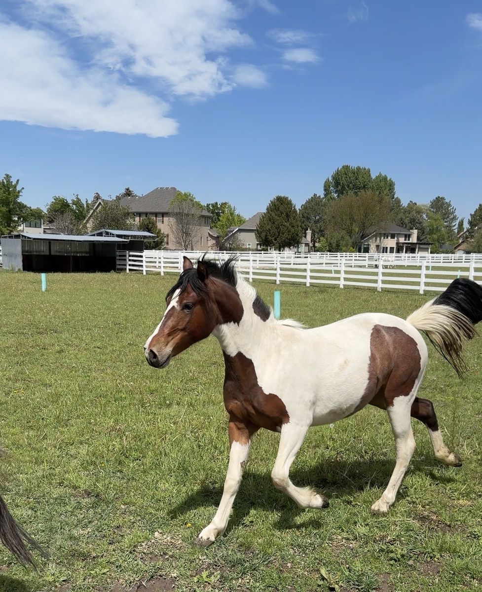 2 year old paint pony