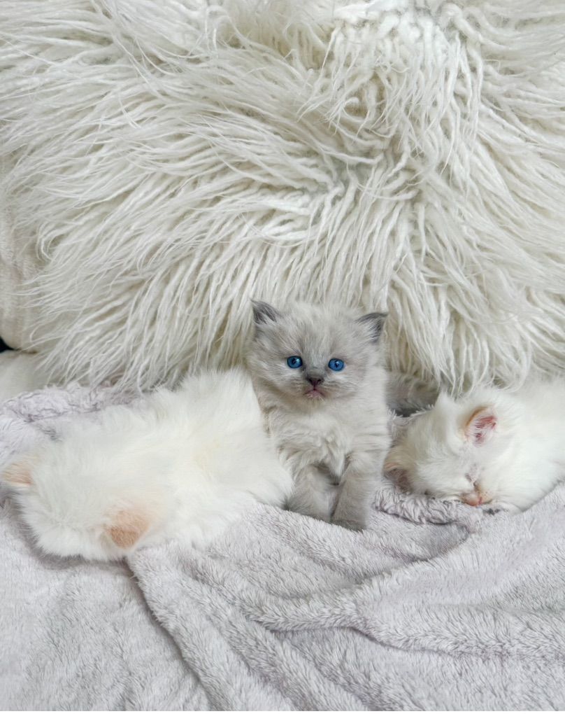 Teacup Ragdolls (Blue & Lynx points) that shed less too!)Puppy loyal temperaments/Follow you everywhere/stay tiny!