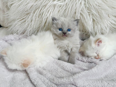 Teacup Ragdolls (Blue & Lynx points) that shed less too!)Puppy loyal temperaments/Follow you everywhere/stay tiny!