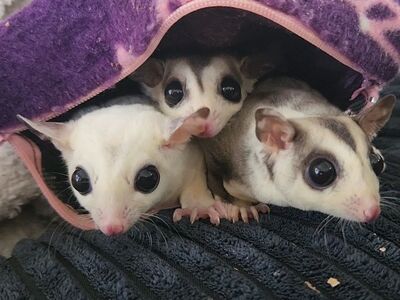 3 female sugar gliders