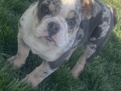 AKC english bulldog