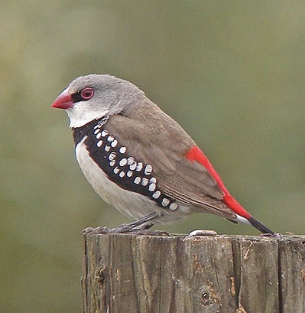 Diamond Firetail Finch 