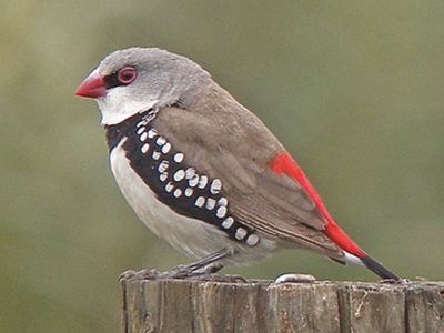 Diamond Firetail Finch