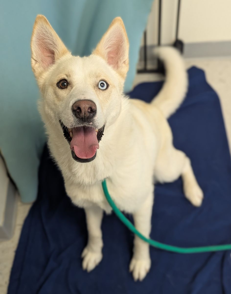 A163064 Alby is Available for Adoption!