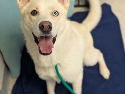 A163064 Alby is Available for Adoption!