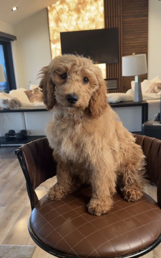 Gorgwoys House Trained Mini Goldendoodle Girl