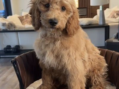 Gorgwoys House Trained Mini Goldendoodle Girl