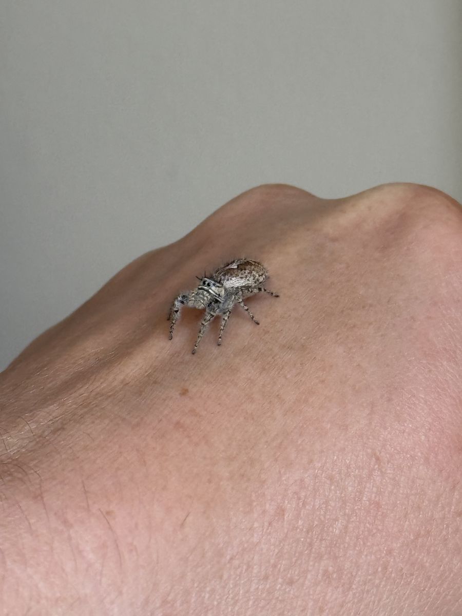 Jumping Spider Slings