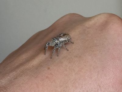 Jumping Spider Slings