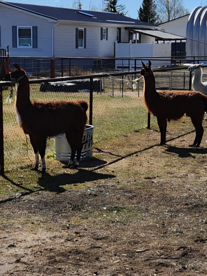 2 good pack Llamas