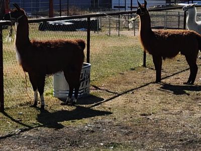 2 good pack Llamas