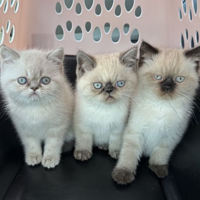 Adorable Purebred Persian kittens