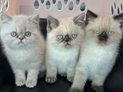 Adorable Purebred Persian kittens