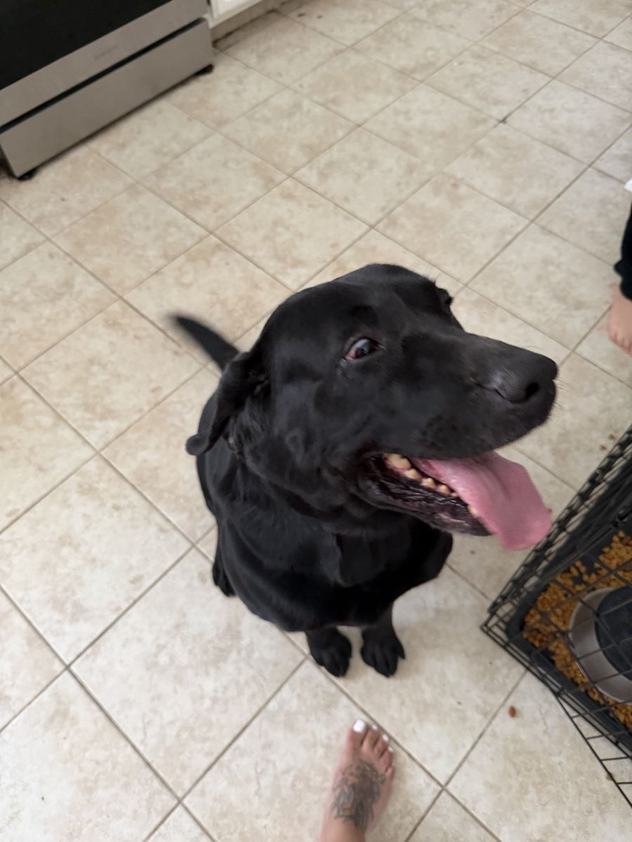 Black Lab in need of new home