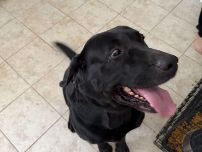 Black Lab in need of new home