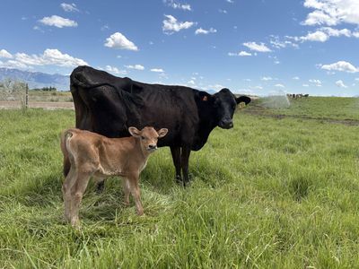 Dairy Cow & Calf