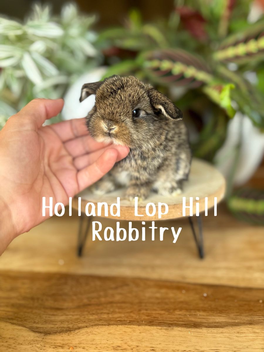 Holland Lop Baby Bunny - Purebred