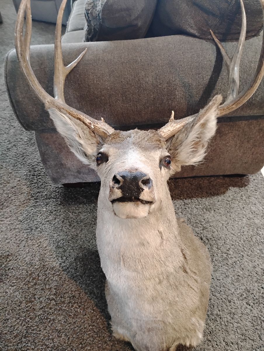 Deer head decent condition great size and you can mount on wall
