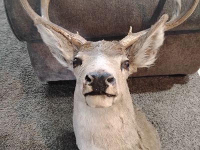 Deer head decent condition great size and you can mount on wall