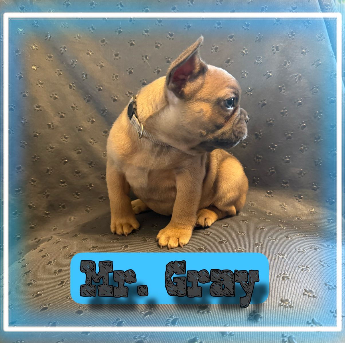 French Bulldog Puppies AKC