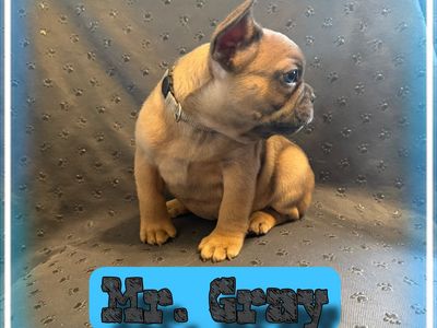 French Bulldog Puppies AKC