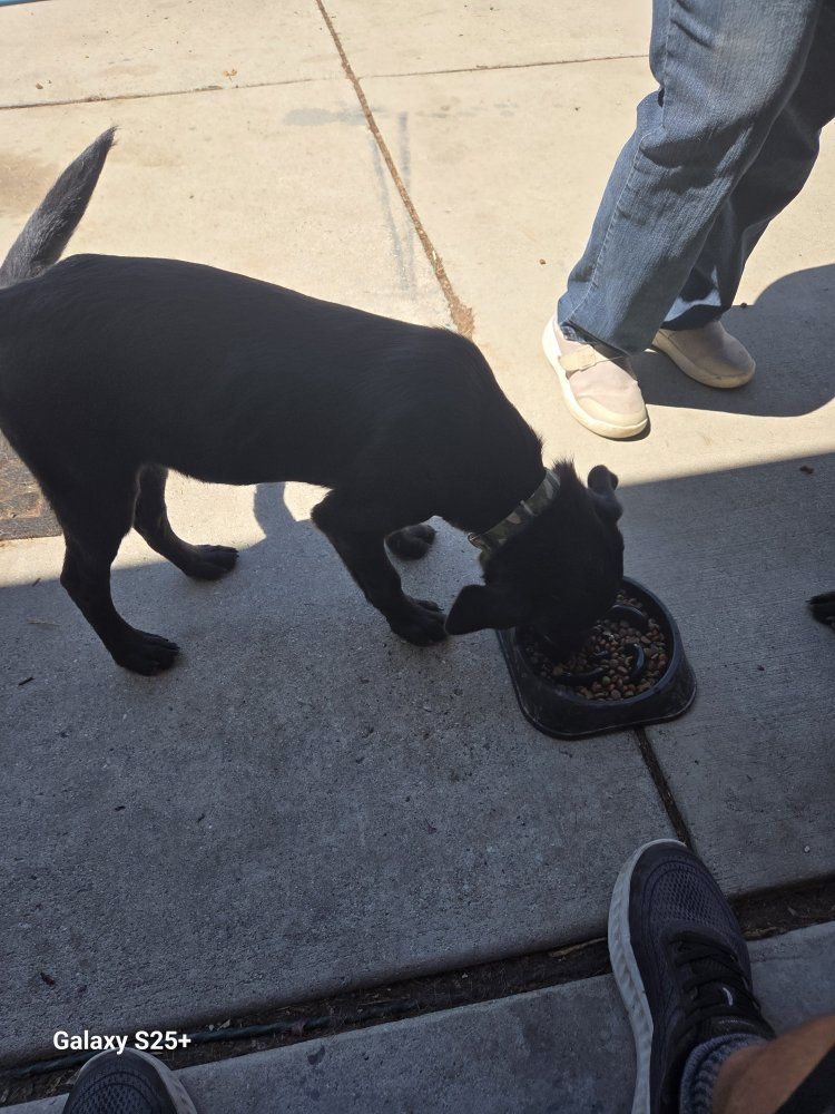 Black Lab Puppies purebred 