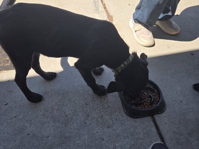 Black Lab Puppies purebred