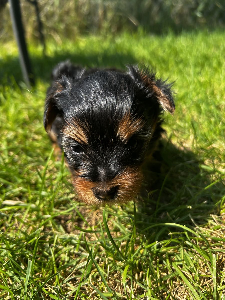 Beautiful Yorkie puppies 