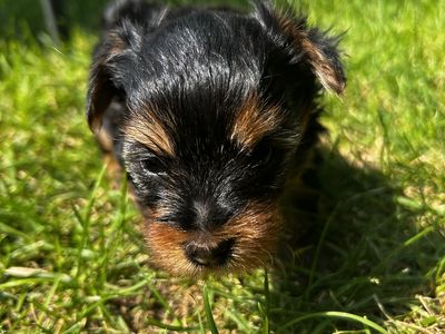 Beautiful Yorkie puppies
