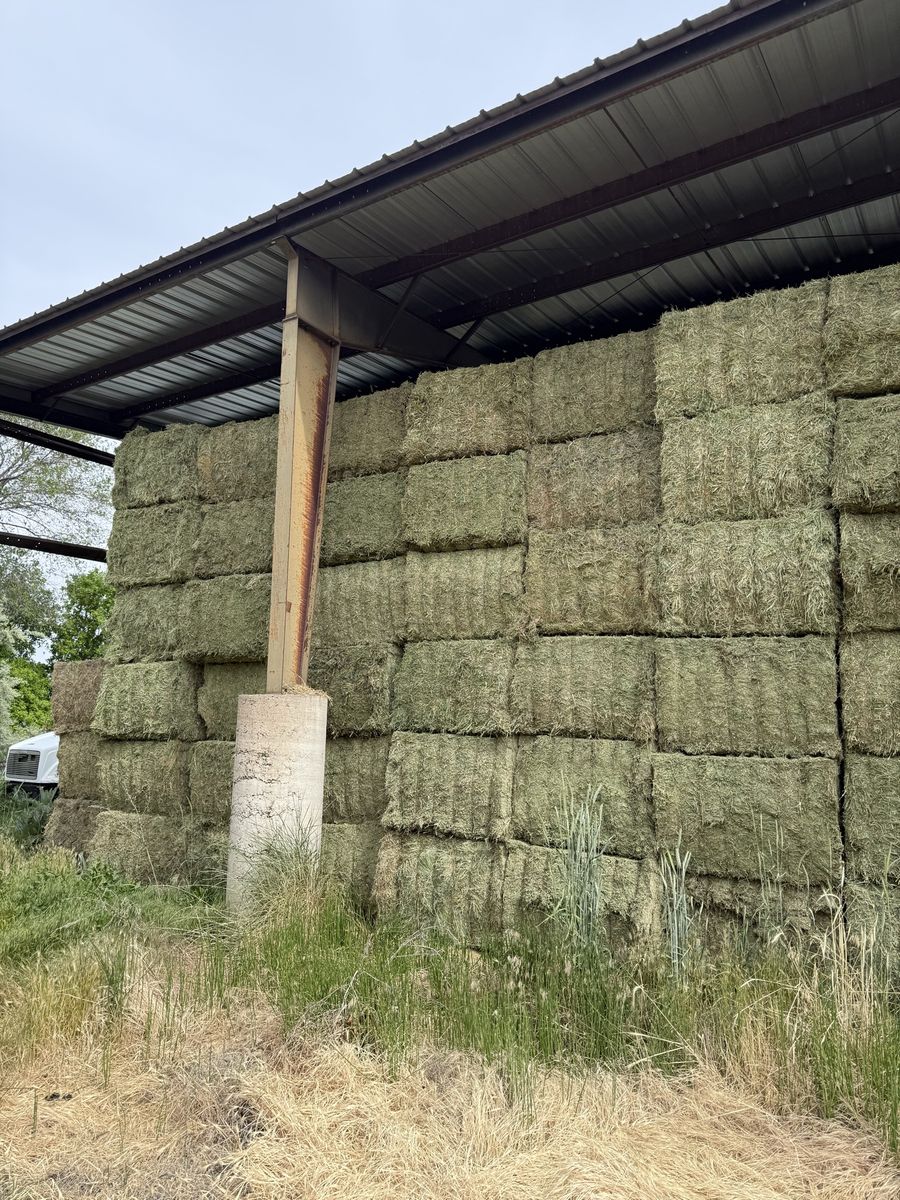 Alfalfa 3x4 bales 1st crop great feeder hay $200 a bale